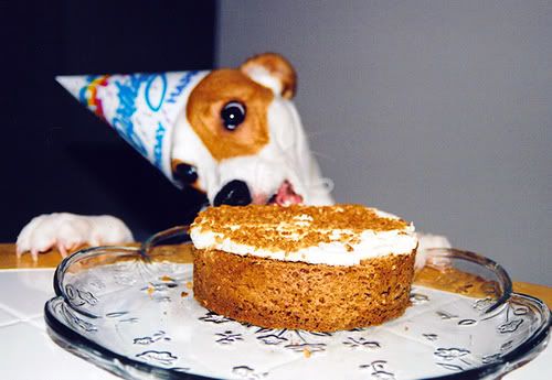 Dog With Cake