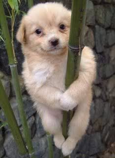 pole-dancing-dog.jpg