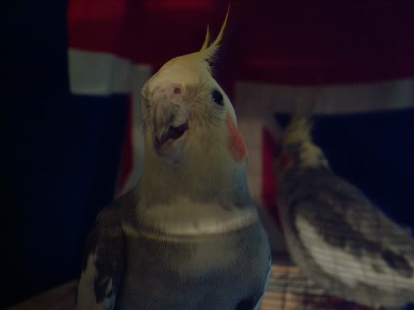 Kép