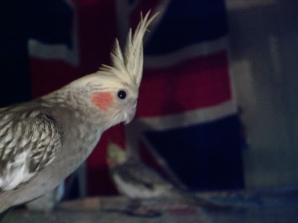 Kép