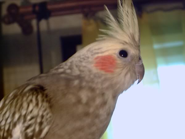 Kép