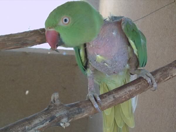Kép