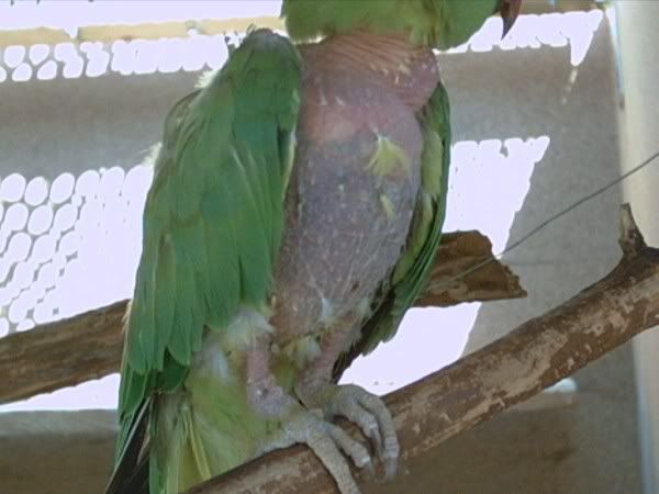 Kép