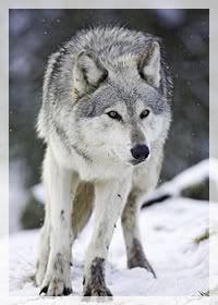 Wolf grey Pictures, Images and Photos