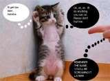 thcute-funny-animals-01-1.jpg CAT SCARED image by IloveJoan_2009