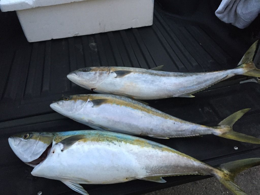 Big yellowtail between storms