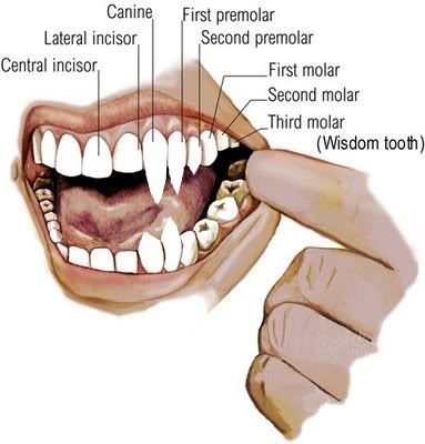 Leech With Teeth