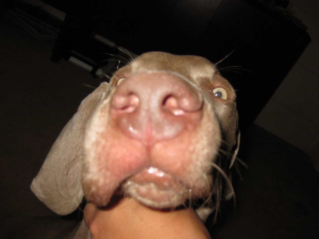 How much benadryl to give 80 lb dog How Much Benadryl To Give 80 Lb Dog