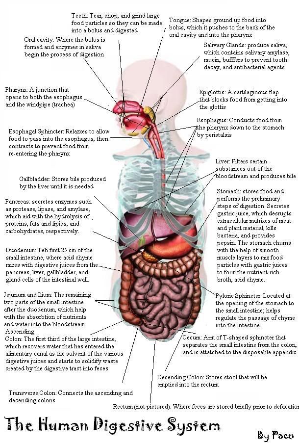 human digestive system diagram. 59%. Labled