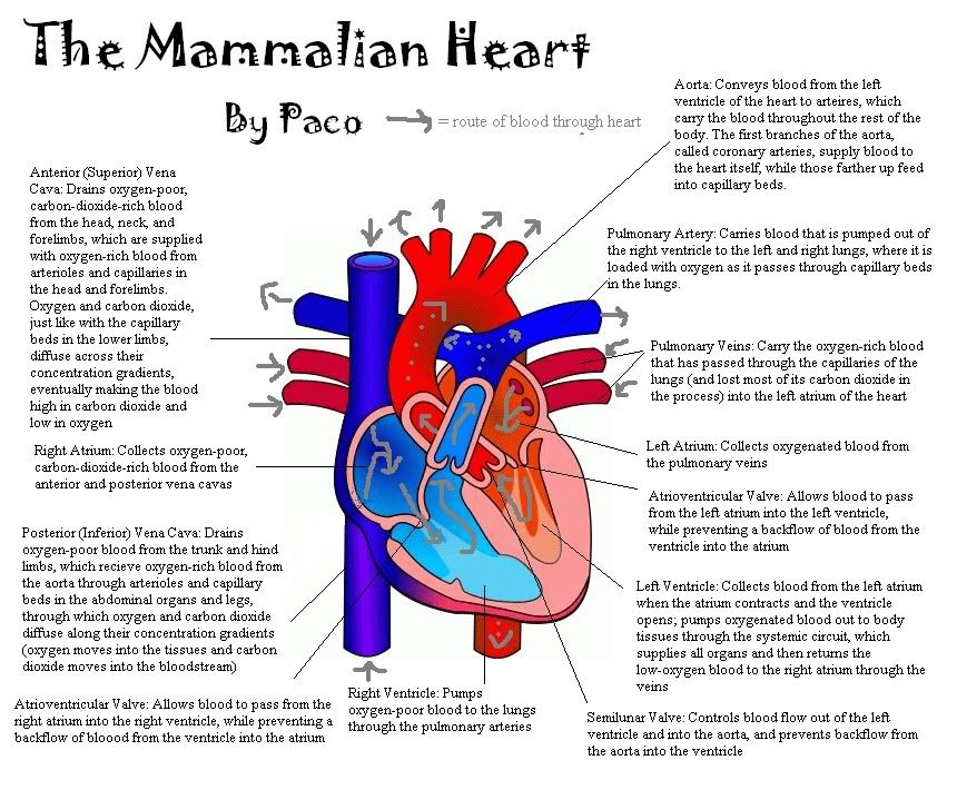 Heart diagram labeled