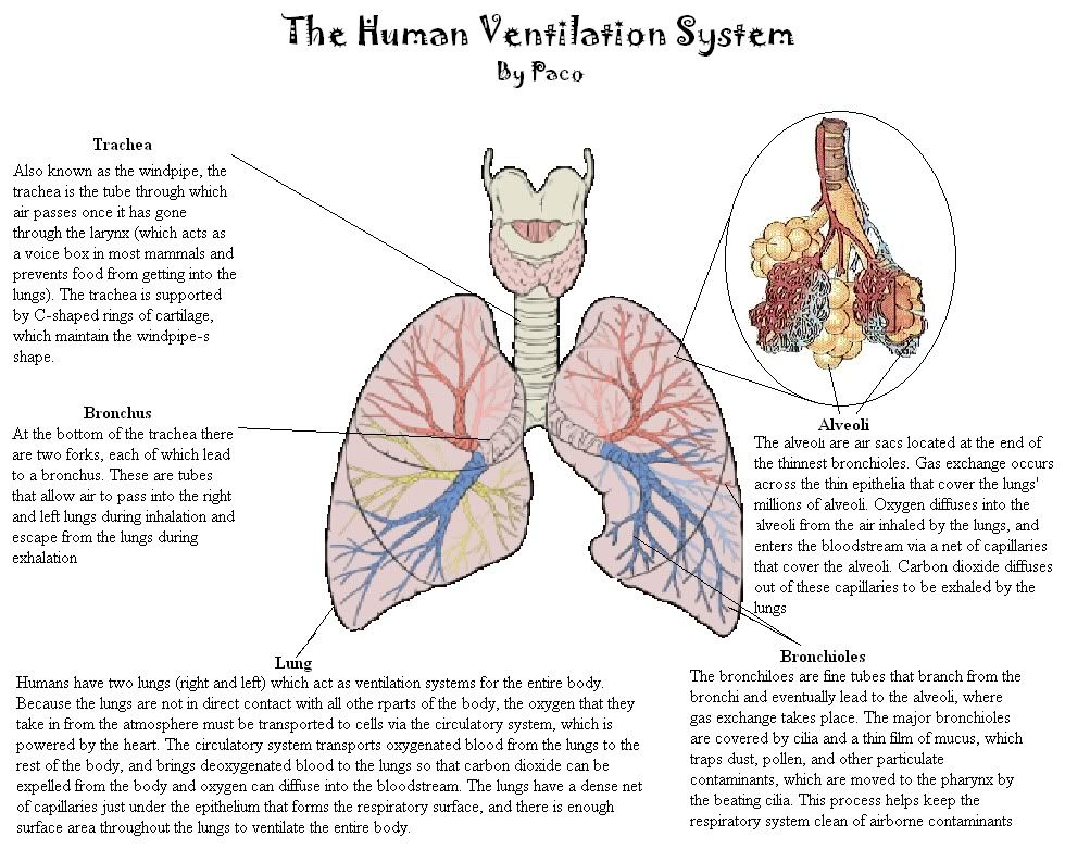 Human Ventilation System