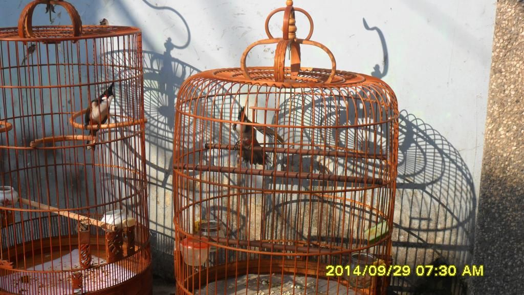 Gò Vấp_TPHCM_Chim Thuộc 1 2 3_Mùa Giá Tốt - 3