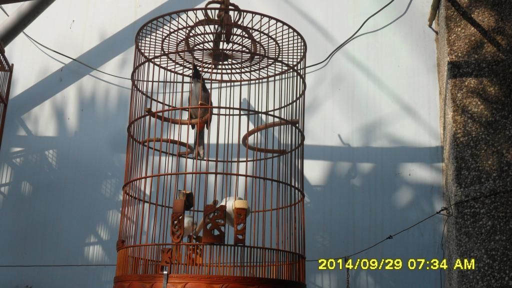 Gò Vấp_TPHCM_Chim Thuộc 1 2 3_Mùa Giá Tốt - 1