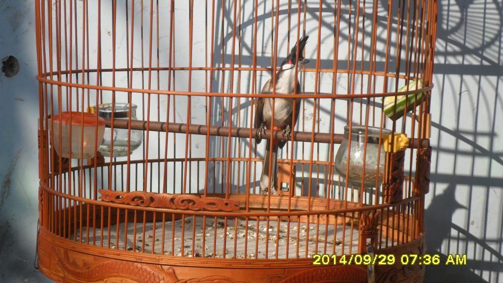 Gò Vấp_TPHCM_Chim Thuộc 1 2 3_Mùa Giá Tốt - 2