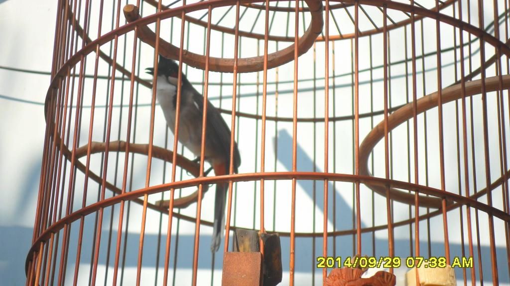 Gò Vấp_TPHCM_Chim Thuộc 1 2 3_Mùa Giá Tốt