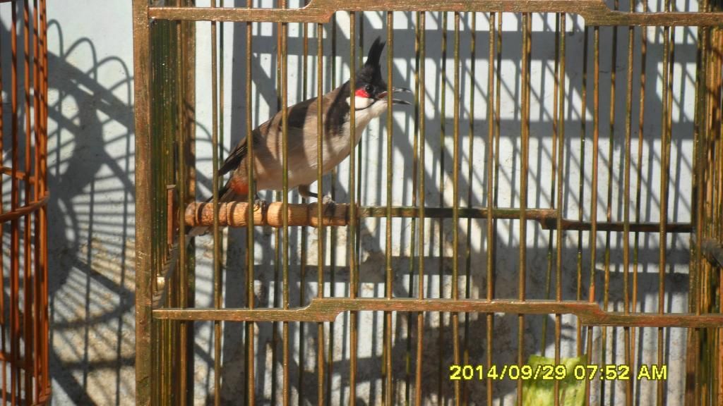 Gò Vấp_TPHCM_Chim Thuộc 1 2 3_Mùa Giá Tốt - 9