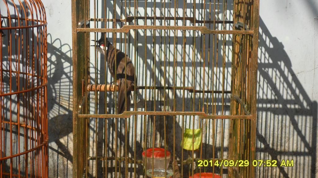 Gò Vấp_TPHCM_Chim Thuộc 1 2 3_Mùa Giá Tốt - 8