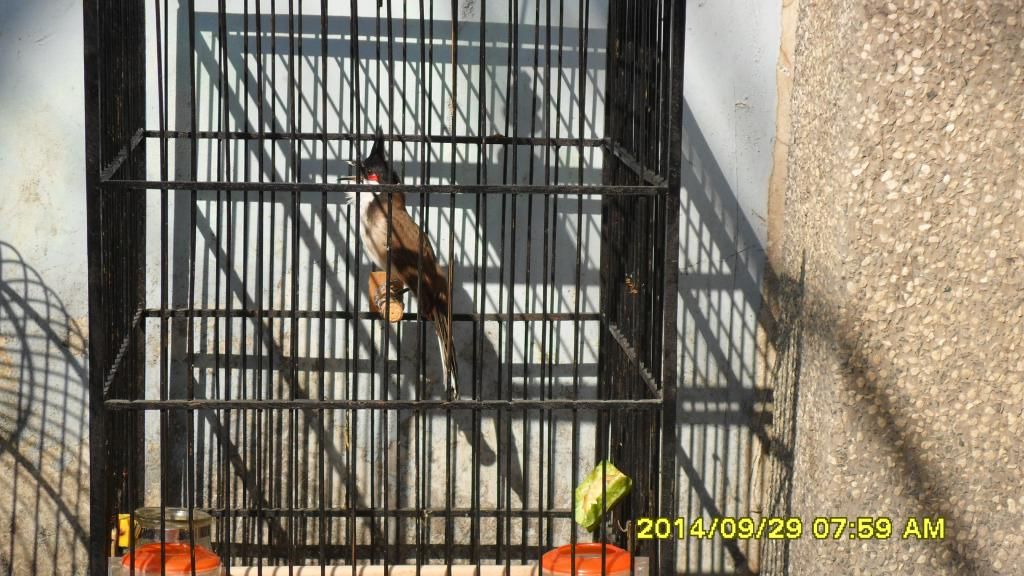 Gò Vấp_TPHCM_Chim Thuộc 1 2 3_Mùa Giá Tốt - 6