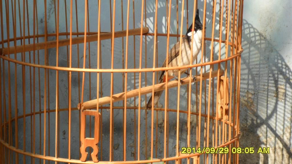 Gò Vấp_TPHCM_Chim Thuộc 1 2 3_Mùa Giá Tốt - 12