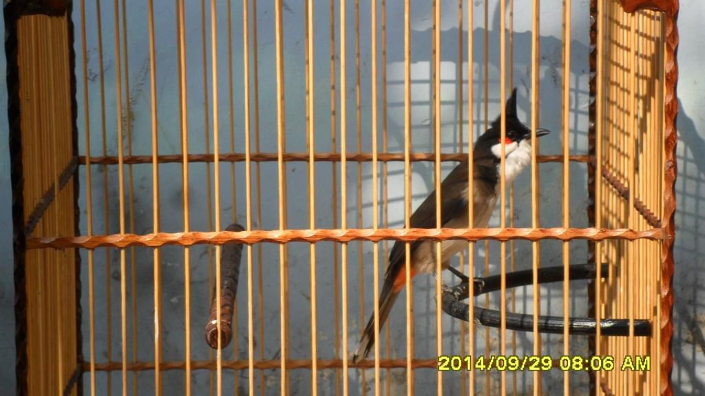 Gò Vấp_TPHCM_Chim Thuộc 1 2 3_Mùa Giá Tốt - 13