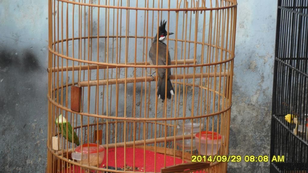 Gò Vấp_TPHCM_Chim Thuộc 1 2 3_Mùa Giá Tốt - 14