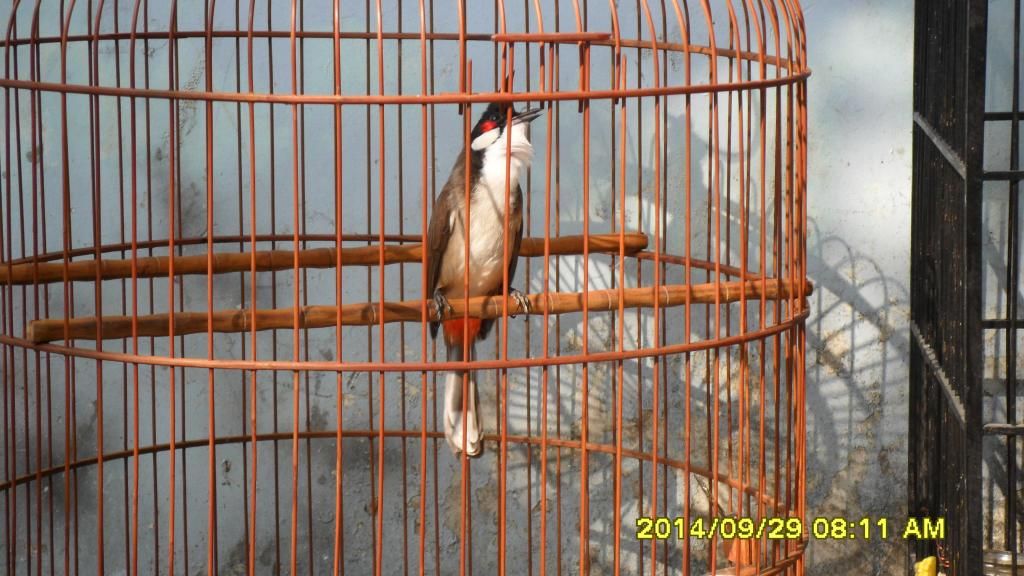 Gò Vấp_TPHCM_Chim Thuộc 1 2 3_Mùa Giá Tốt - 4