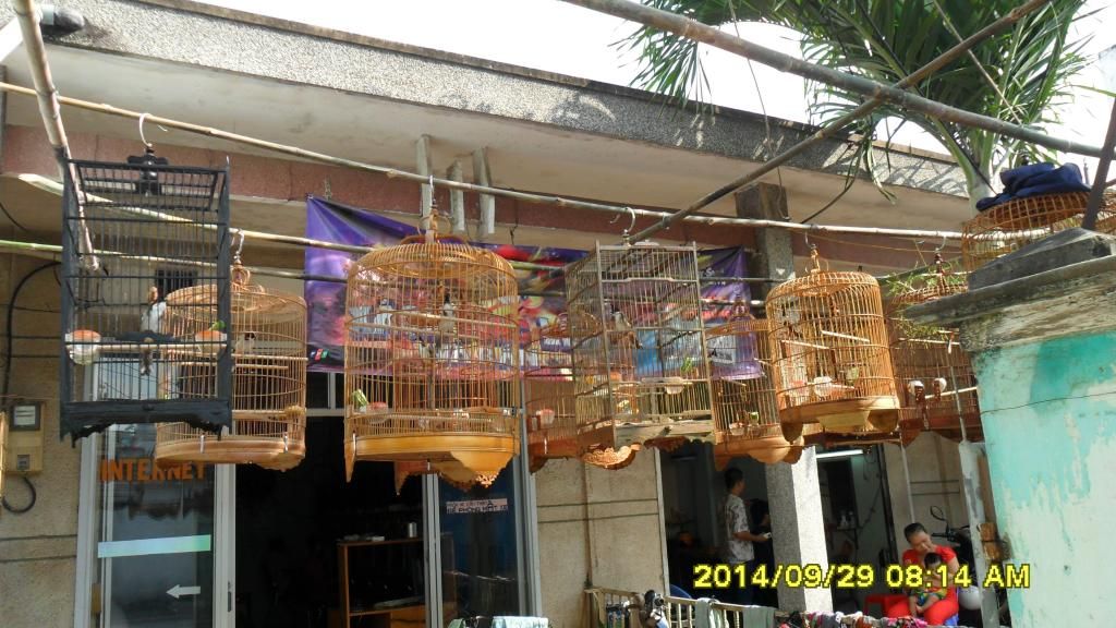 Gò Vấp_TPHCM_Chim Thuộc 1 2 3_Mùa Giá Tốt - 17