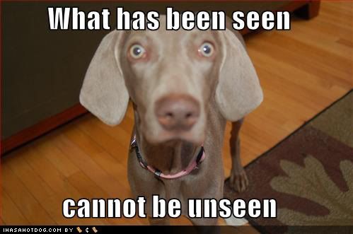 funny-dog-pictures-what-has-been-se.jpg