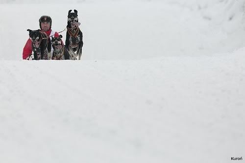 20. Maciej Kuroń - Mistrzostwa Europy w wyścigach psich zaprzęgów