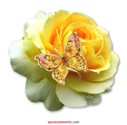 butterfly yellow rose Pictures, Images and Photos