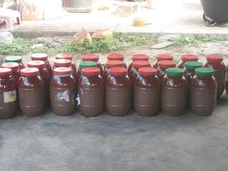 Proses Budu