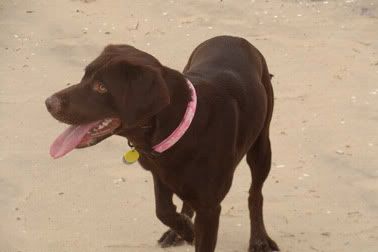 Roxy on beach