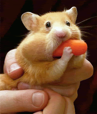 26325_formatted_hamster.gif