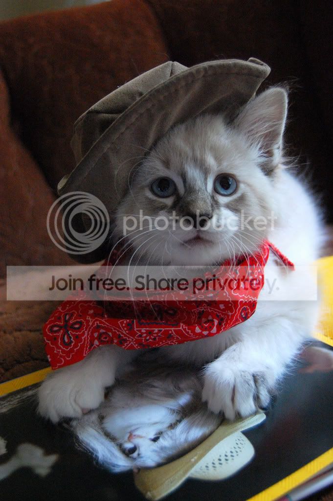CAT11.jpg
